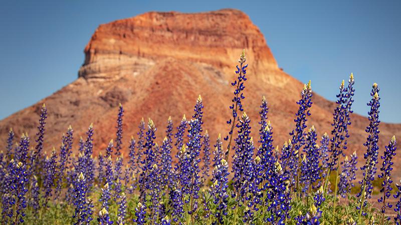 mountain and blue bonnets